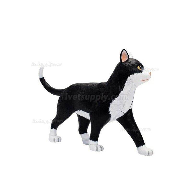 Animal Cat 4d Biology Organ Anatomical Model Medical Teaching Puzzle Assembling